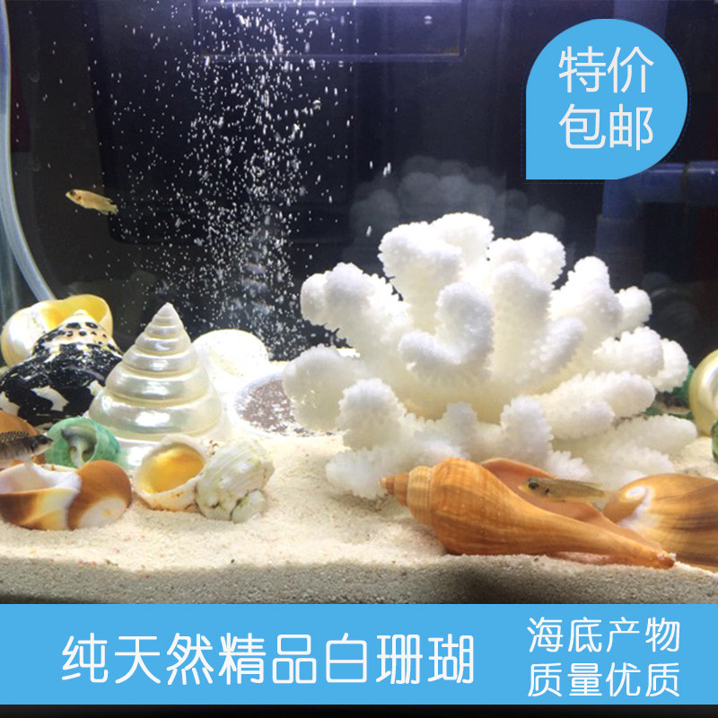 包邮白珊瑚石贝壳海螺鱼缸造景水族装饰摆件饰品工艺品