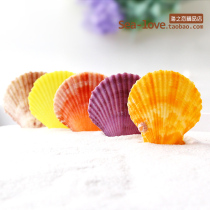  Color shell starfish scallop natural shell conch fish tank landscaping floor creative wall sticker decoration shooting props