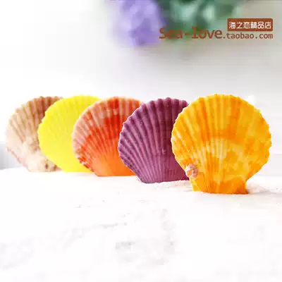 Color shell starfish scallops natural shell conch fish tank landscaping platform creative wall stickers decorative shooting props