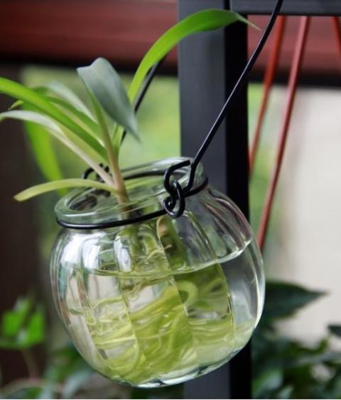 Bình thủy tinh, chai thực vật, bình thủy canh, bình hoa, bình hòa tan hoa, chai bí ngô, gói vỡ, bồi thường - Vase / Bồn hoa & Kệ mua chậu trồng cây