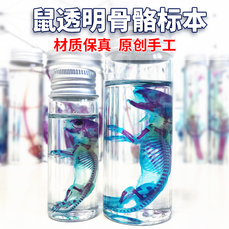 新款透明骨骼双重染色标本哺乳类鼠幼崽纯手工礼物摆件男女礼物