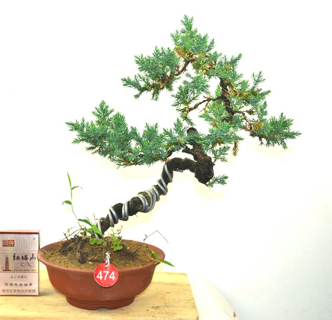 高档精品盆栽松柏盆景柏树造型盆景树桩卧杆式实物照片一物一拍 品牌直销 盆景 树桩 柏树 盆栽 高档途虎网