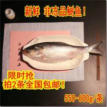 Limited time special price positive fresh shad fish fine scale non-frozen pint 550-650 grams