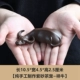 Y-518 [Zisha Tea Pet] xiangniu