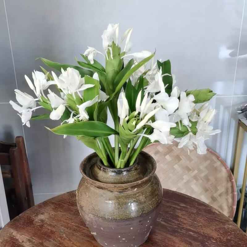 Fresh Ginger Flowers, Seasonal Fragrant Flowers, Hydroponic Indoor Plants, Fresh Flowers Shipped to Guangzhou Flower Shops with Nationwide Express Delivery