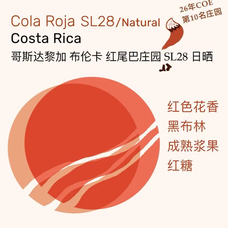 Moon｜Coe Top 10 Plantations Costa Rica Red Tail Sun-Dried Sl28 Ripe Berries with High Sweetness