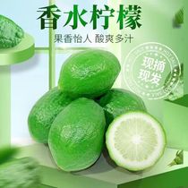 Perfume lemon fruit produced in Jiangmen Guangdong freshly picked for four seasons seedless milk tea shop specially hand-beaten