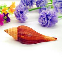 Natural conch shell 6-8cm red number snail fish tank decoration landscape crafts creative home accessories