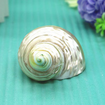 Natural conch shell luminous silver mouth snail fish tank decoration aquarium landscape hermit crab roll fish shell