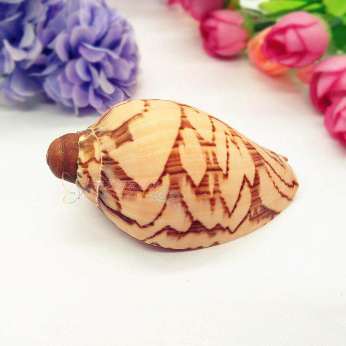 Natural sea snail shells 5-20cm scenery snail fish tank decoration Scenery Craftsmanship Gift Pendulum accessories Creative Home Ornaments