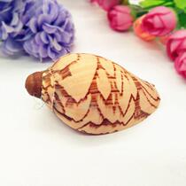Natural conch shell 5-20cm landscape snail fish tank decoration landscape crafts creative home accessories