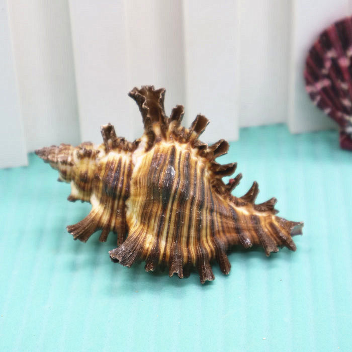 Natural Conch Shell 8-11cm Caramel Fish Tank Aquarium Decorative Furniture Set Specimen Collection