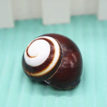 Natural conch shell 3cm bovine eye snail cat eye snail fish tank aquarium decoration shell ornaments floor wall stickers