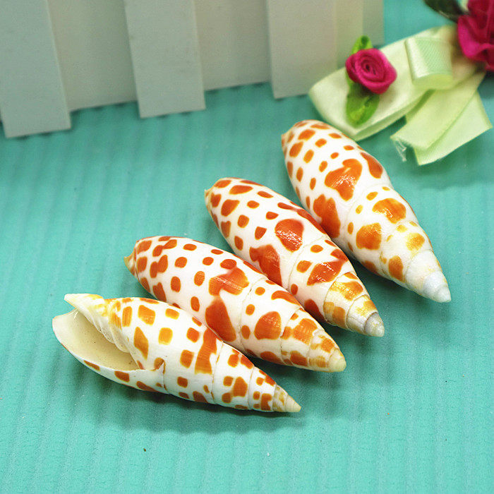 Natural Sea Snail Shell Brocade Carp Pen Snail Red Tooth Pen Snail Fish Tank Decoration Aquarium making Scape Creative Ornament