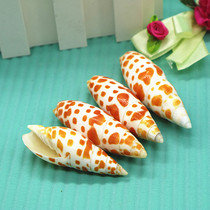 Natural conch shell koi pen snail red tooth pen snail fish tank decoration aquarium landscaping creative jewelry