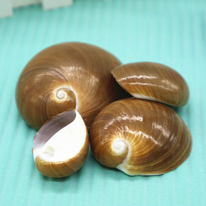 Natural conch shell 2-5cm red cat's eye snail fish tank decoration aquarium landscaping box hermit crab shell change