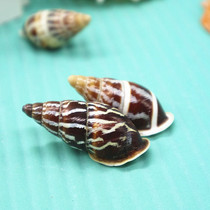 Natural conch shell 4-5cm stripe left spiral snail ribbon Bell snail Buddhist snail fish tank decorative specimen collection