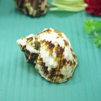 Natural conch shell golden mouth green snail Green Snail curl fish hermit crab special shell aquarium landscape decoration