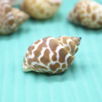 Natural conch shell flower spots Dongfeng snail Tower shaped snail fish tank decoration hermit crab roll fish special replacement shell