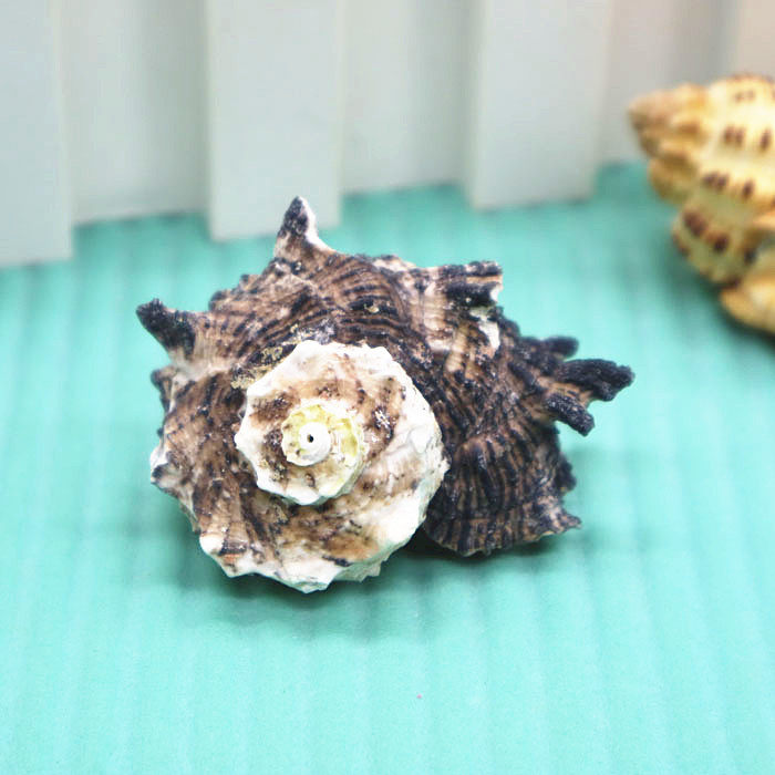Natural conch shell 3-6cm cockscomb rock snail fish tank aquarium landscaping decoration floor decoration home collection