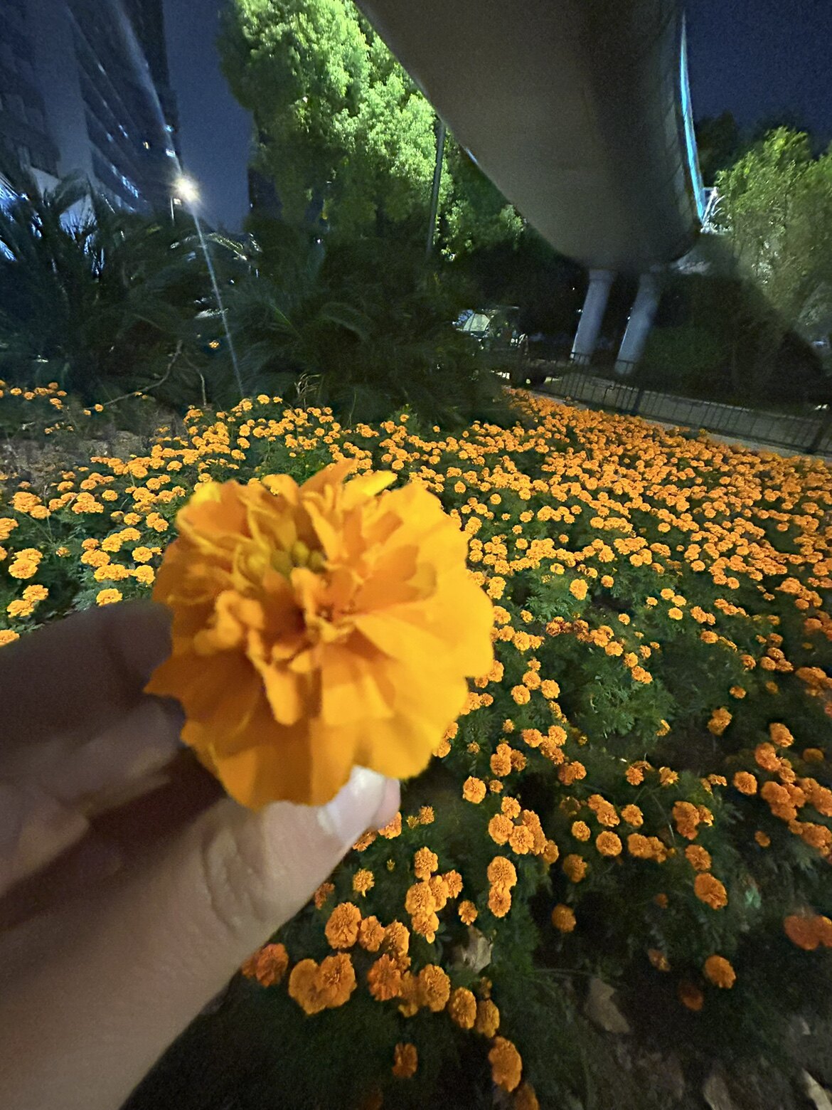 清禾花木坊的LOGO