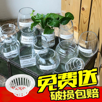 Glass Vase Round Belly brief Large Number of transparent glass vase Vase Living Room Pendulum with flower arrangement Green Lovrich Guizhu Shuipei