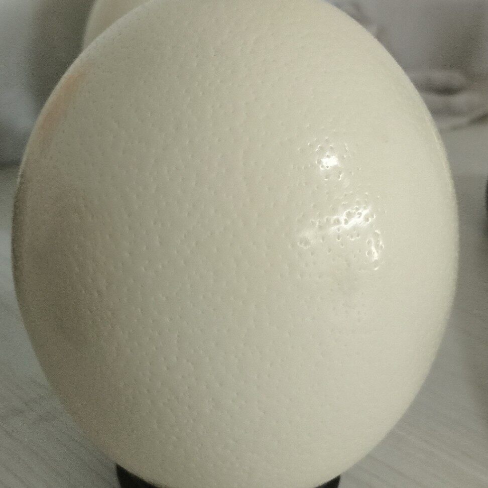 绿鸵王鸵鸟蛋