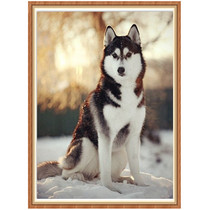 5d Diamond painting husky diamond sticker point drill cross stitch dog new full diamond cute two ha bedroom sticky Diamond