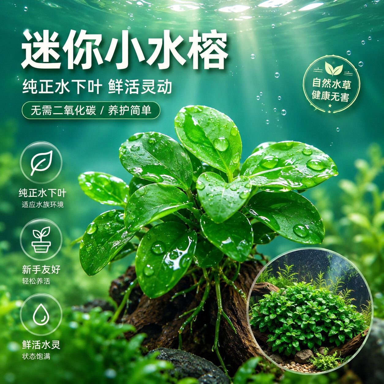 水草与鱼儿
