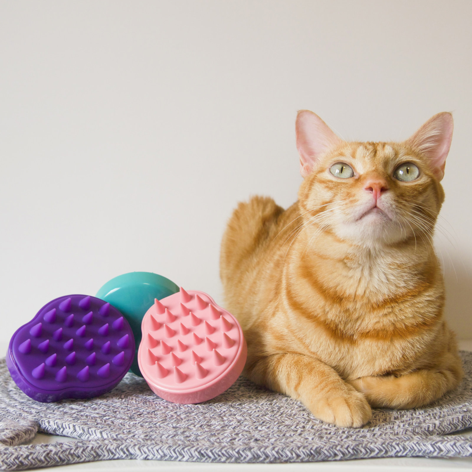 Cat Comb Hairbrush Removing hair theorizer to float hair gel massage except hairbrush Hair Brush Cat Hair Comb Pet Dog Hair Brush Supplies