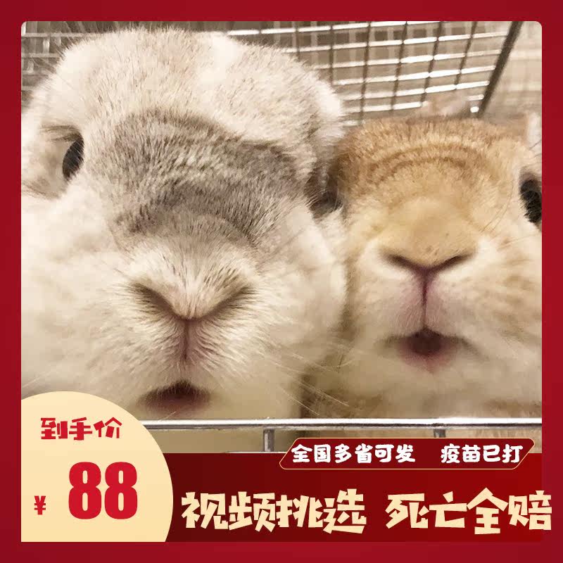 Rabbit live Dutch coeared rabbit dwarf rabbit lid face long fur Angola cat and rabbit lion rabbit mini rabbit