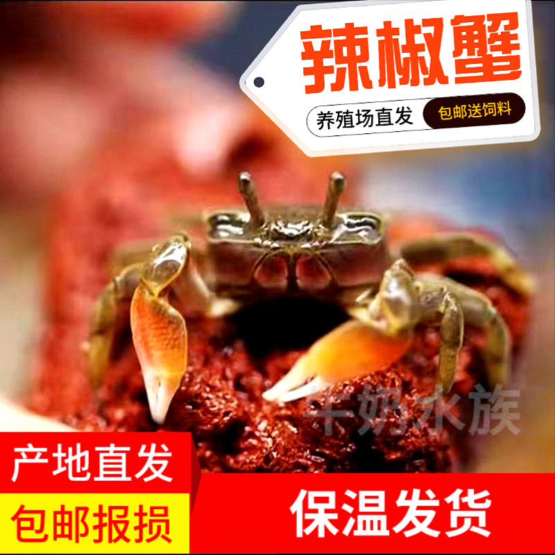 观赏蟹的美食盛宴：辣椒蟹将军蟹相手蟹的小螃蟹食物全解析！-蟹-淘宝百科网