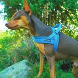 Truelove Dog Traction Toving Pet Vest Budge с маленькой большой собакой золотой ретривером TLH5811 TLH5811