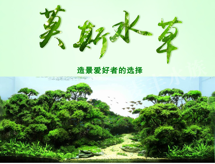 冷水水草火焰莫斯新手懒人水草前景草鱼缸绿植草坪繁殖莫斯鱼草 价格 图片 优惠券 省的多 冷水水草火焰莫斯新手懒人水草前景草鱼缸绿植草坪繁殖莫斯鱼草 价格 图片 优惠券 省的多
