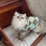 Ретро брендовый свитер, демисезонный удерживающий тепло жилет