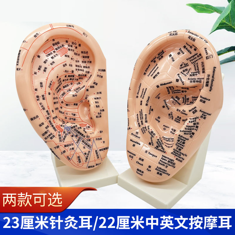 耳穴模型教学版中英文反射区清晰多穴位针灸带支架耳朵穴位模型