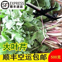 Northeast Fresh large leafy cress Mountain dish now dig wild mountain wild vegetable pure wild celery Shunfeng airlift