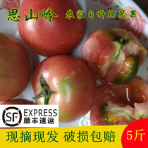 Thin skin tomatoes Northeastern natural cooked fresh tomatoes tomato raw with vegetable fruits now taken off