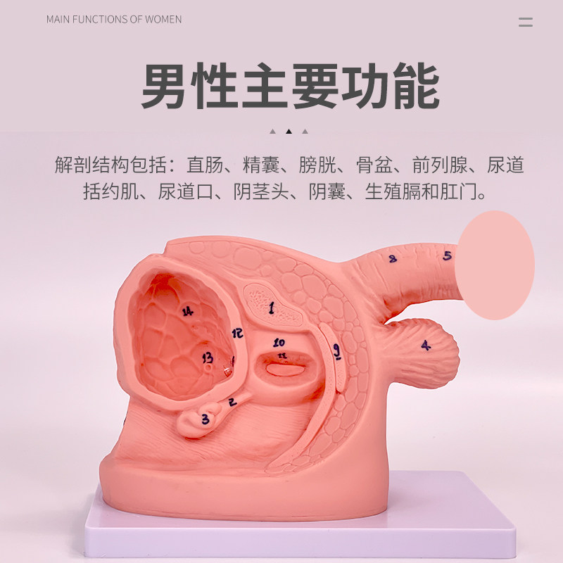 导尿模型 女性生殖解剖 简易男性导尿模型 女性内外生殖解剖模型