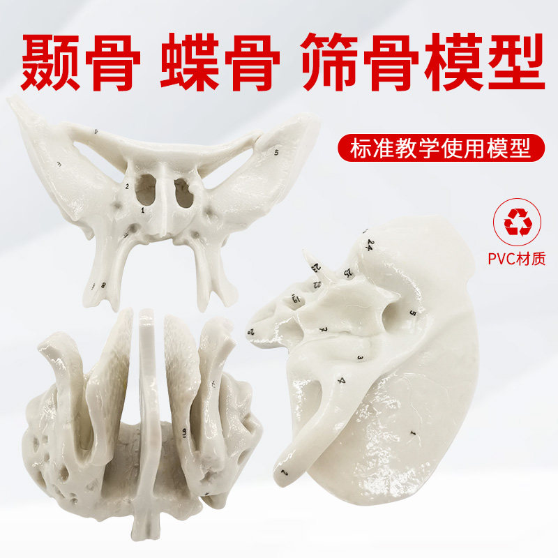 人体蝶骨颞骨筛骨听小骨放大模型 3倍放大骨科教学 1：1下巴骨骼