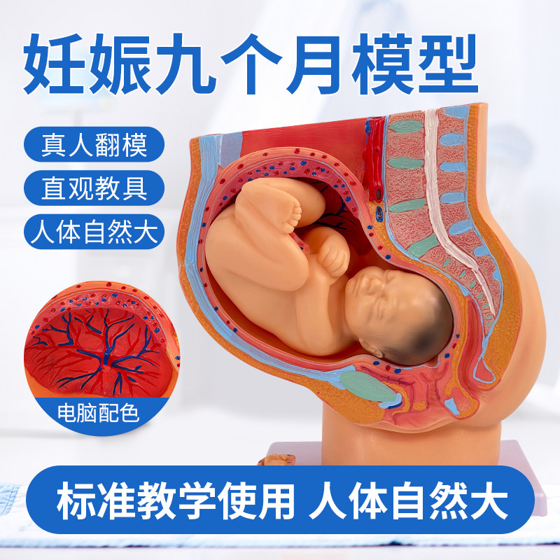 胚胎模型 女性盆腔附足月胎儿模型 妊娠发育九个月胎儿子宫模具