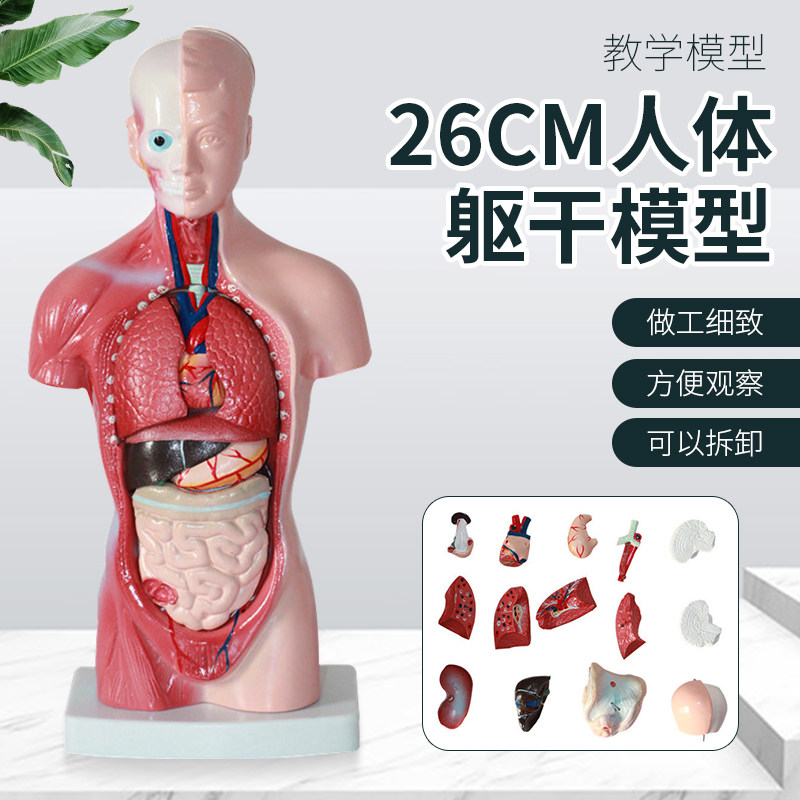 26cm人体躯干模型 可拆卸内脏心脏解剖模型 医学儿童玩具躯干通用