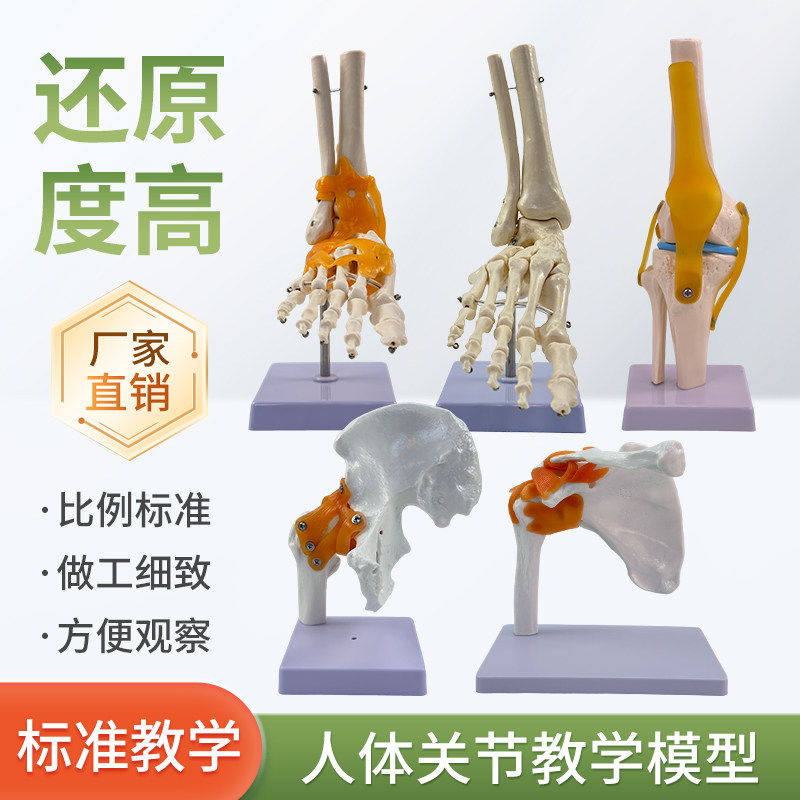 1:1膝关节模型 肩关节肘关节手关节 脚关节髋关节模型六件套可选