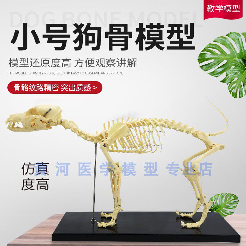 宠物骨科器械 狗骨骼标本模型 动物狗犬骨架 狗骨骼解剖组合兽用