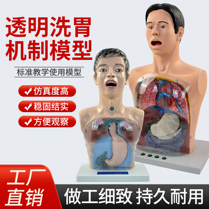 人体洗胃模型 带警示透明洗胃机制模型 胃肠减压训练人体模型医用