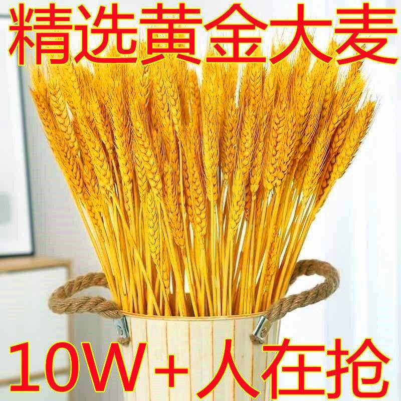 Natural wheat ears dried flower bouquet New Year's living room placement flowers gold wheat ears dried flower flower arrangement decorations to attract wealth and prosperity