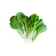 Featured Vegetable Seed Seed Rapeseed Seed Color Package Four Seasons Lettuce Seed Pepper Seed Balcony Asparagus Seed Potted Plant