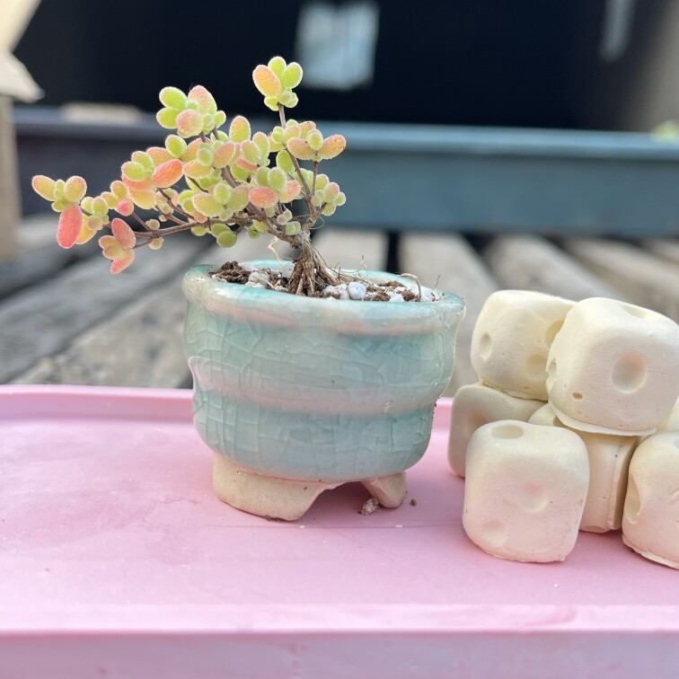 柔美枝干番杏