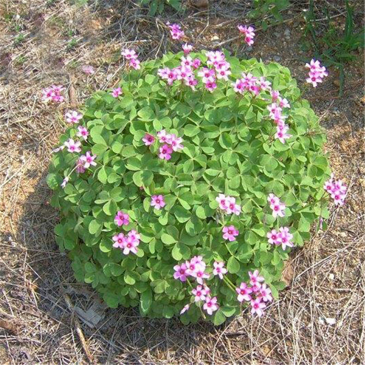 长期开花 红花三叶草 三叶酢浆草 幸运草 红花炸酱草 红三叶种子-阿里巴巴