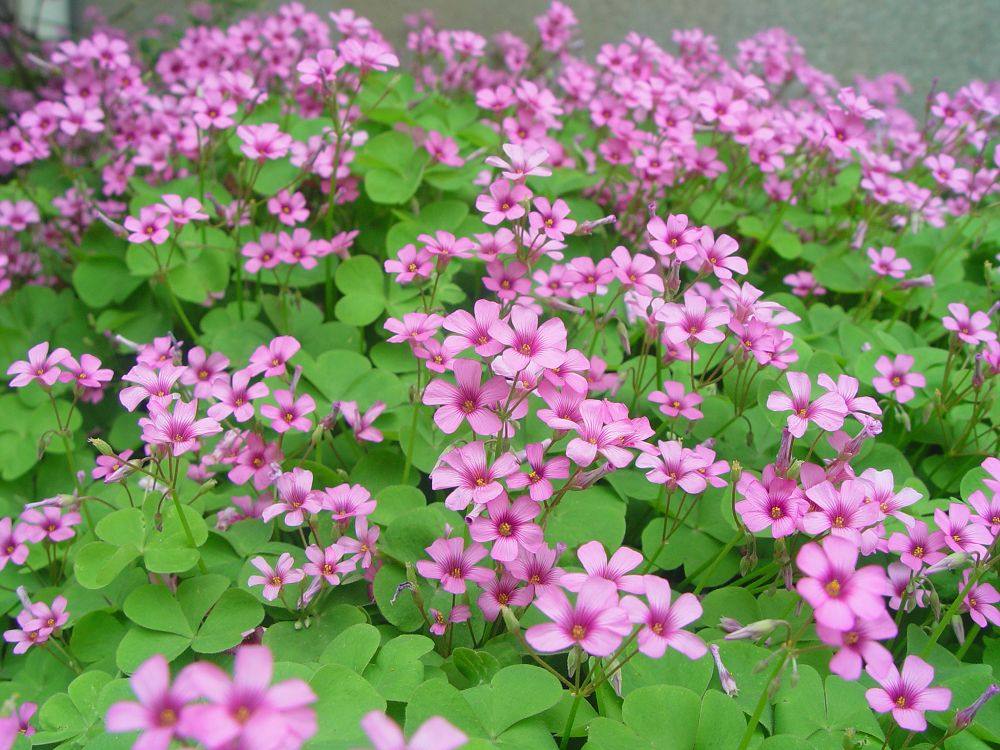 长期开花 红花三叶草 三叶酢浆草 幸运草 红花炸酱草 红三叶种子-阿里巴巴